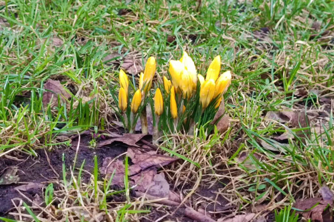 Pierwsze krokusy w Szczecinie