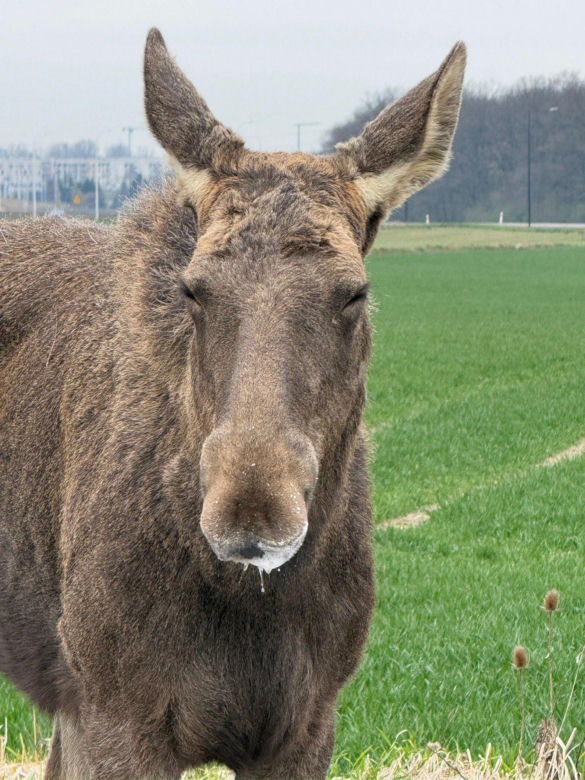 Struł się i szukał pomocy. Chory łoś zablokował ruchliwą trasę