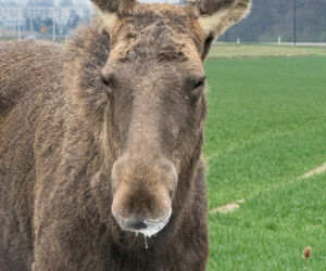 Struł się i szukał pomocy. Chory łoś zablokował ruchliwą trasę