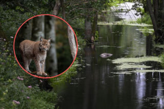Ktoś zastrzelił rysicę i wrzucił do rzeki! Szukają sprawcy 