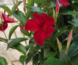 Zapomnij o pelargoniach. To najmodniejsza roślina balkonowa tego roku