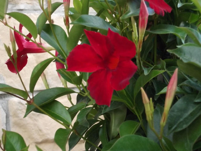 Zapomnij o pelargoniach. To najmodniejsza roślina balkonowa tego roku