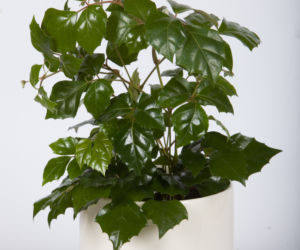 Cissus
