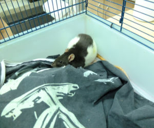 W Lublinie działa...okno życia dla małych zwierząt. Są szczurki, myszki, na nawet króliki i świnki morskie. Można je adoptować.