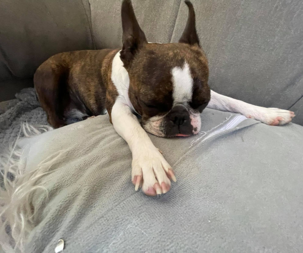 Boston Terrier - Paja