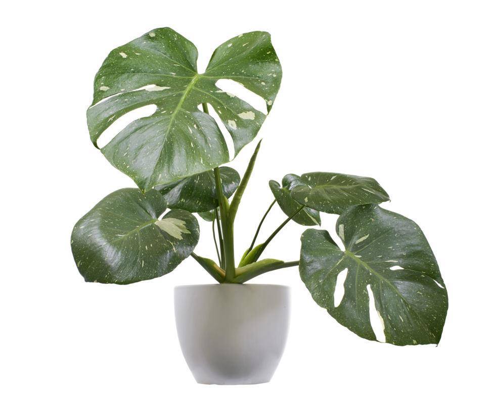 4. Monstera deliciosa Thai Constellation