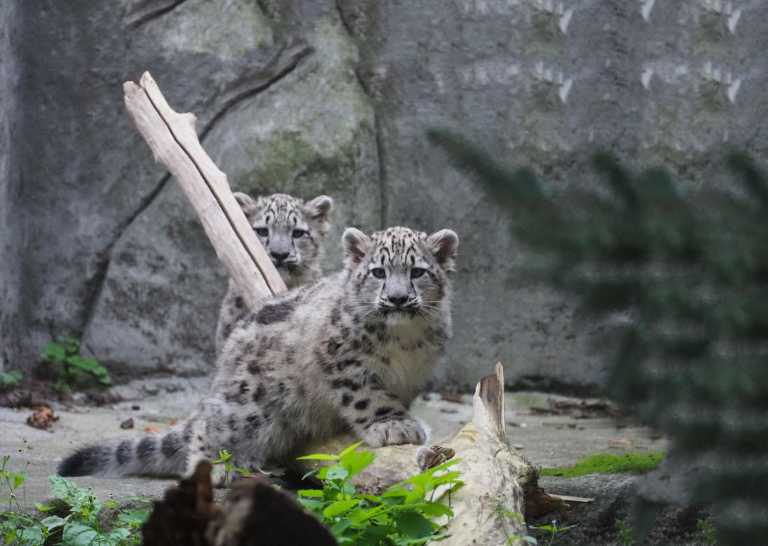 Irbisy z warszawskiego zoo. Harce młodych kotów