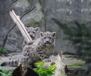 Irbisy z warszawskiego zoo. Harce młodych kotów
