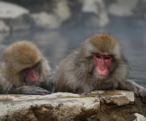 Makaki japońskie pojawią się w krakowski zoo