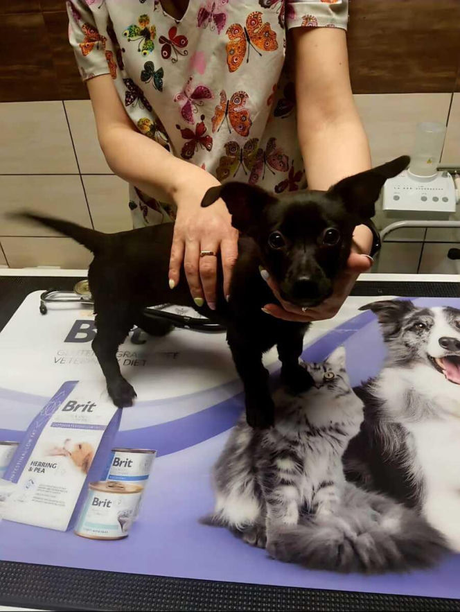 Pies zamknięty w plecaku! Wstrząsające odkrycie nad jeziorem