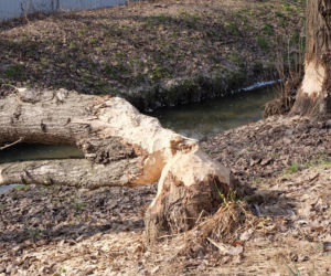 Bobry grasują na mieście [GALERIA]
