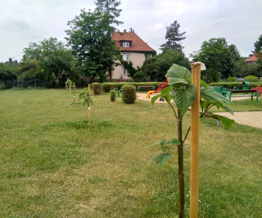 Bomba tlenowa rośnie na Oporowie