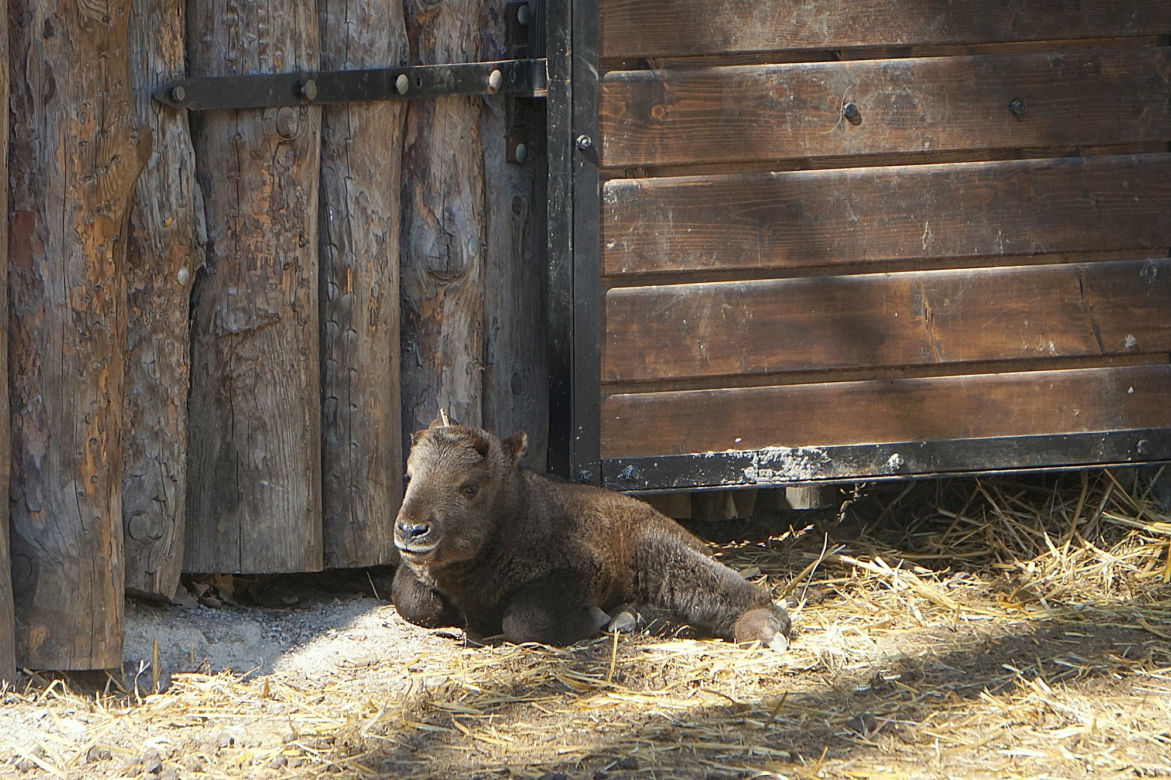 We wrocławskim zoo urodził się drugi w Polsce takin złoty