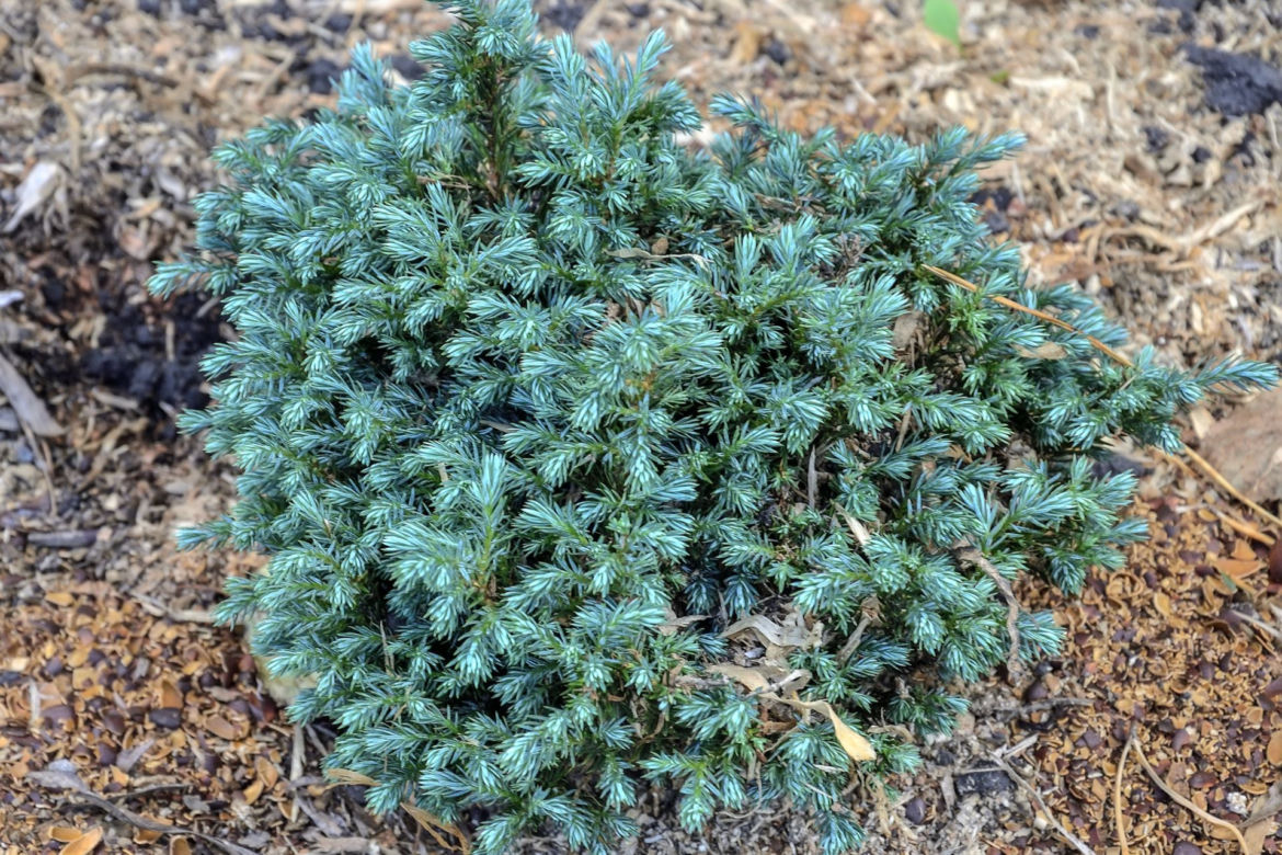 Cyprysik groszkowy 'Blue Moon'