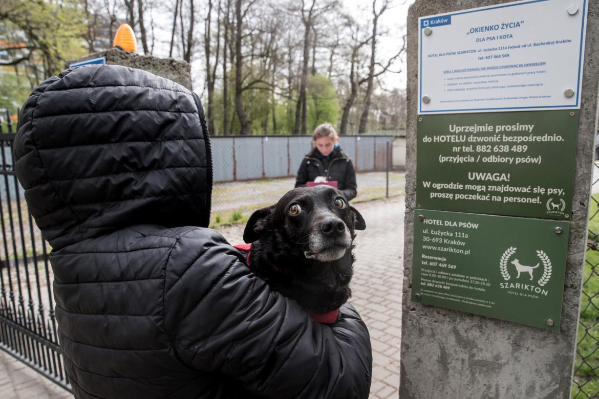 Mieszkańcy Krakowa chętnie adoptują psy w czasie koronawirusa
