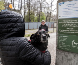Mieszkańcy Krakowa chętnie adoptują psy w czasie koronawirusa