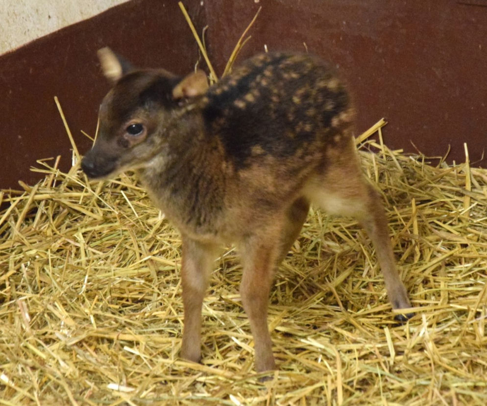 Nowy mieszkaniec poznańskiego ZOO