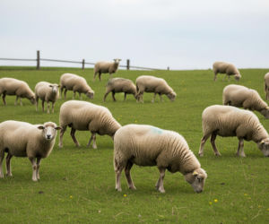 Owce leczą stres. Czy to koniec tradycyjnych gabinetów?