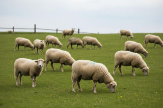 Owce leczą stres. Czy to koniec tradycyjnych gabinetów?