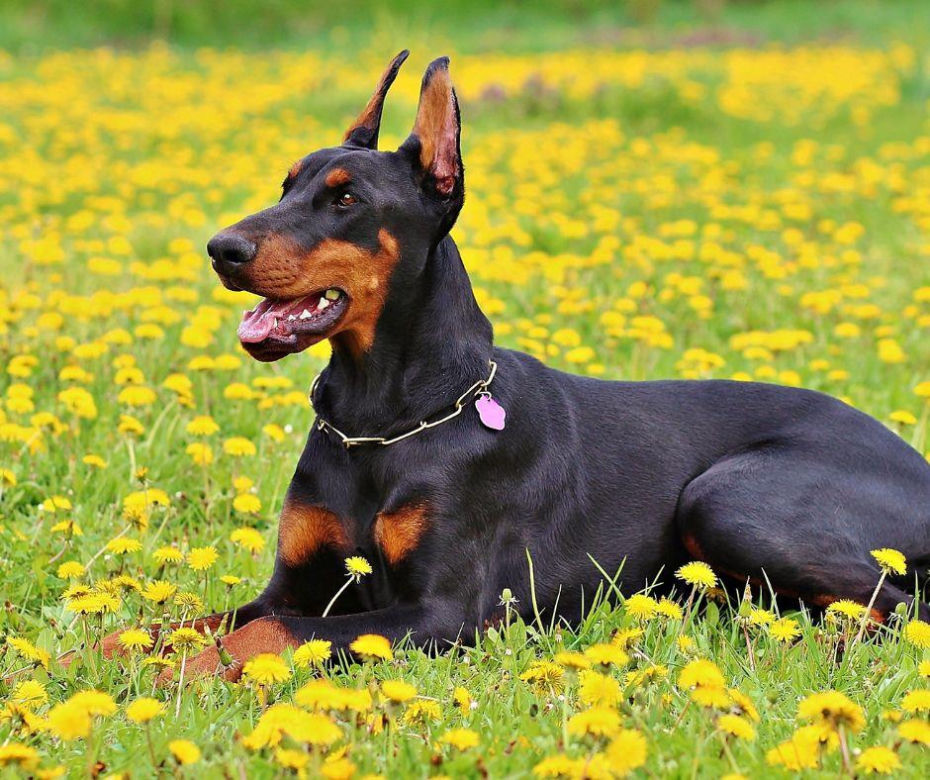 Doberman