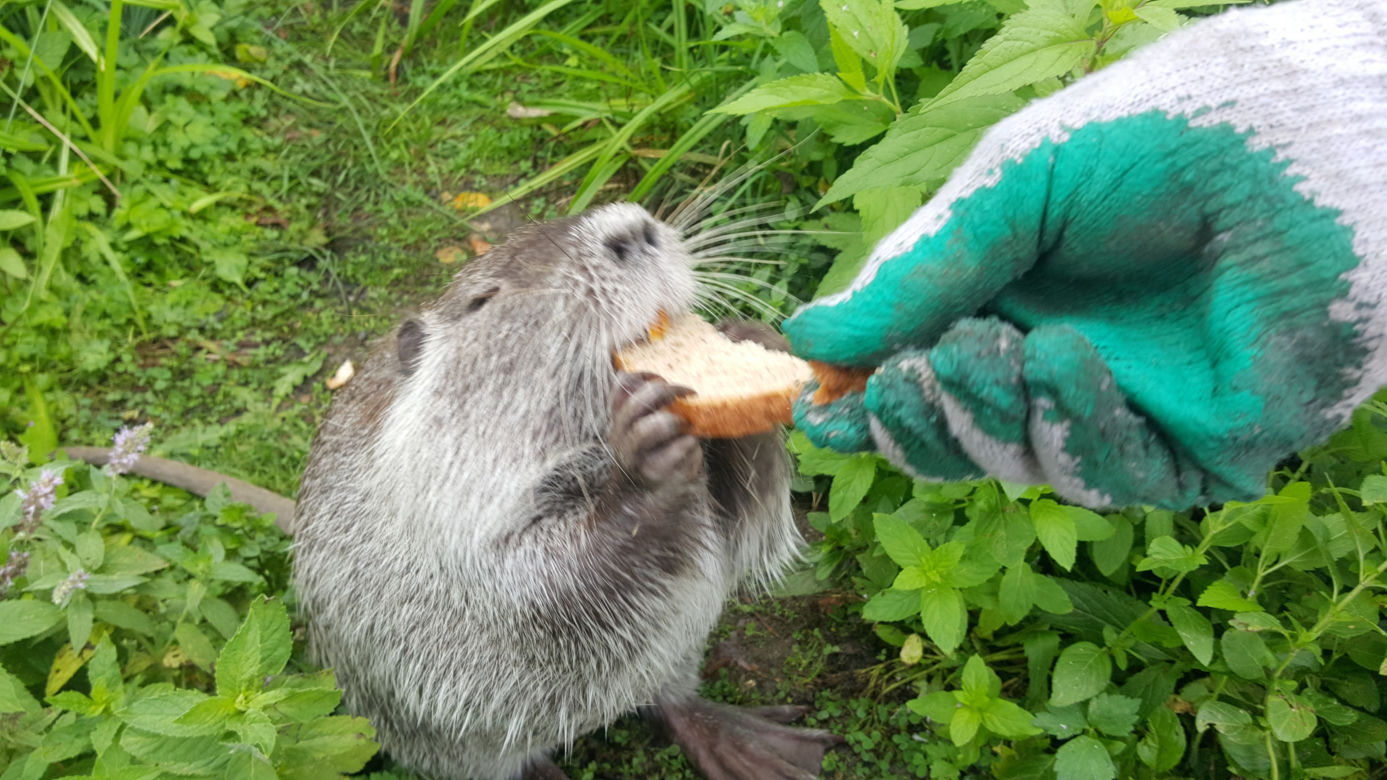Nutrie z jaworznickiej Byczyny