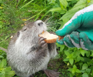 Nutrie z jaworznickiej Byczyny