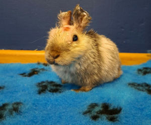 21-latek bestialsko okaleczył Marcysia i porzucił go w zaroślach. Mężczyzna przyznał się do winy