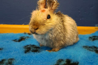 21-latek bestialsko okaleczył Marcysia i porzucił go w zaroślach. Mężczyzna przyznał się do winy