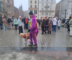 34. finał WOŚP w Krakowie. Golden Retrievery na Rynku Głównym
