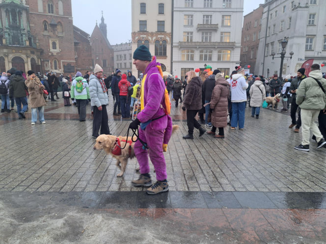 34. finał WOŚP w Krakowie. Golden Retrievery na Rynku Głównym