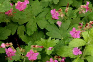 Bodziszek kantabryjski - Geranium x cantabrigense