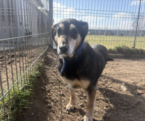 Schronisko w Henrykowie zaprasza na Słodkie powitanie wiosny. Z ciasteczkami i Unia Leszno