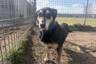 Schronisko w Henrykowie zaprasza na Słodkie powitanie wiosny. Z ciasteczkami i Unią Leszno