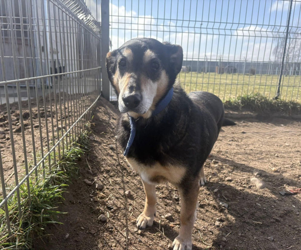 Schronisko w Henrykowie zaprasza na Słodkie powitanie wiosny. Z ciasteczkami i Unia Leszno