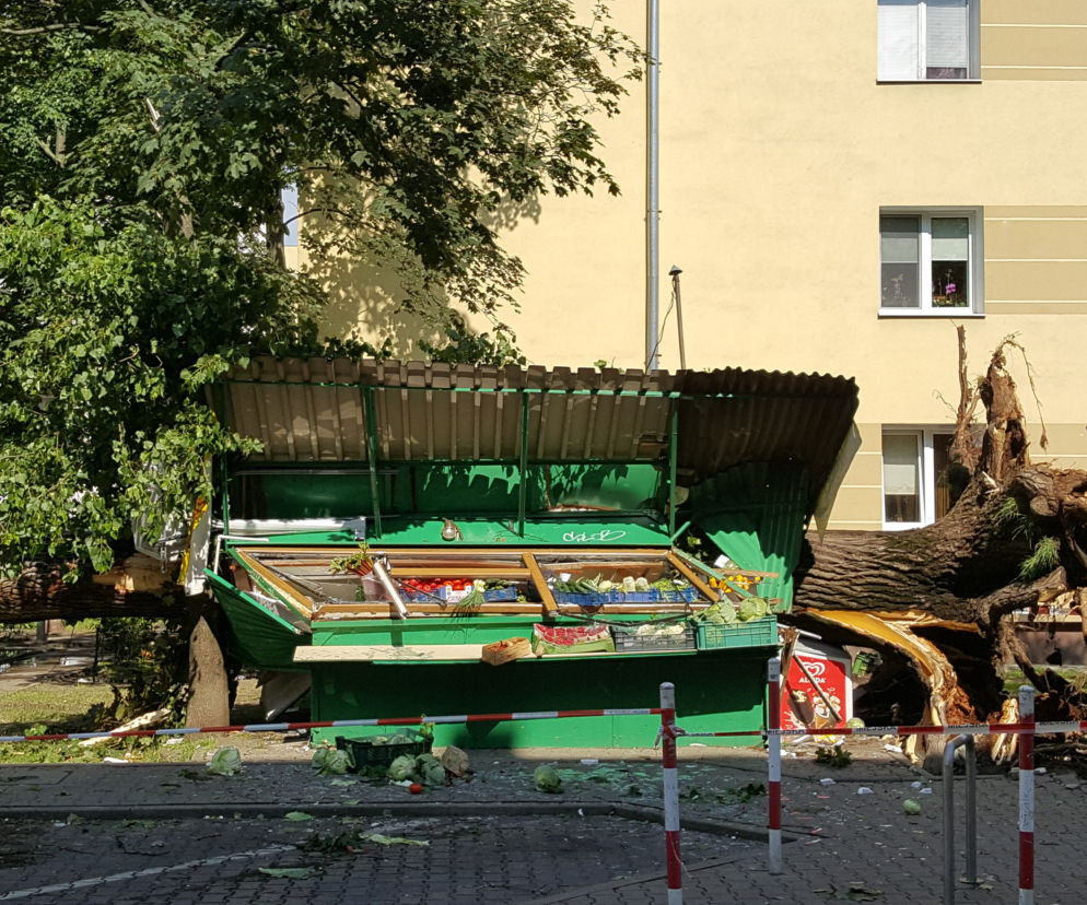 Zwalone drzewo