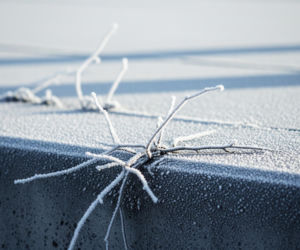 Mroźny koszmar. Jak bezduszność doprowadziła do śmierci niewinnego szczeniaka?