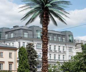 Słynna palma na rondzie de Gaulle'a - jeden z nowych symboli miasta