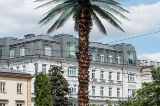 Słynna palma na rondzie de Gaulle'a - jeden z nowych symboli miasta