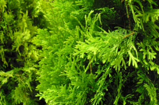 Żywotnik zachodni ‘Jantar’ - Thuja occidentalis ‘Jantar’PBR