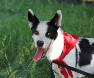 Pies do adopcji - Bono
