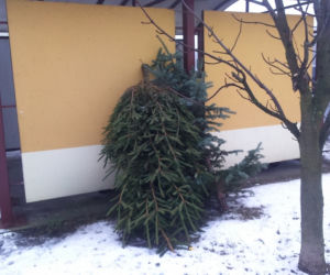 Choinki zalegają przy boksach śmietnikowych w Toruniu