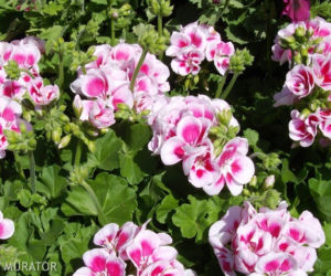 Pelargonia