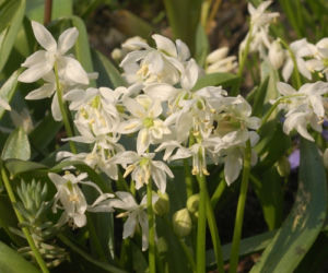 Cebulica syberyjska 'Alba'
