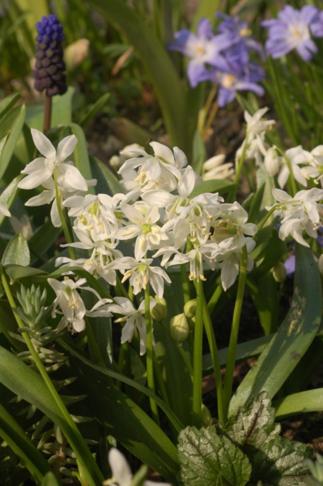 Cebulica syberyjska 'Alba'