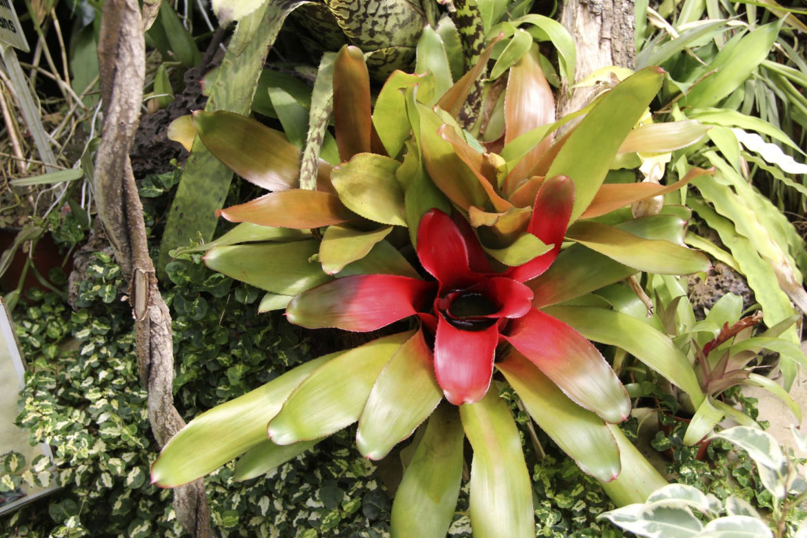 Neoregelia
