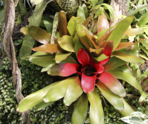 Neoregelia