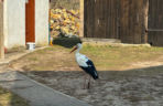 Bocian celebryta wraca do Polski. Krutek jest już w Europie!