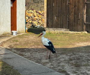 Bocian celebryta wraca do Polski. Krutek jest już w Europie!