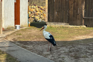 Bocian celebryta wraca do Polski. Krutek jest już w Europie!