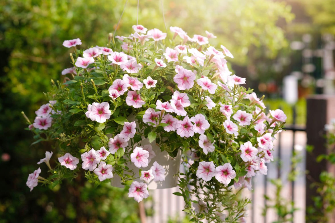 Petunia